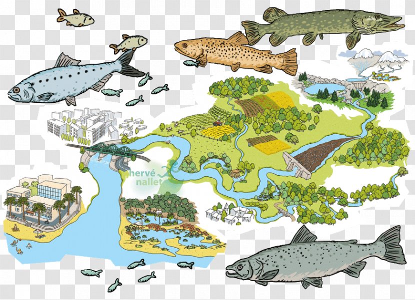 Marine Biology Ecosystem Fauna Mammal Illustration Transparent PNG
