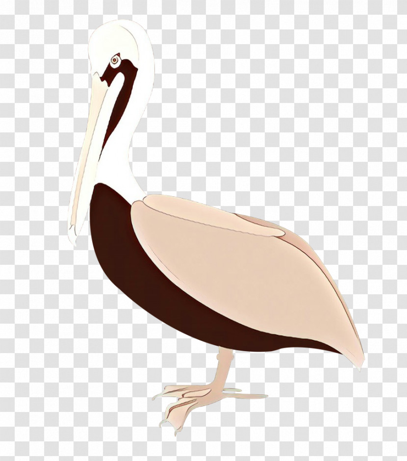 Bird Pelican Beak Flightless Bird Ibis Transparent PNG