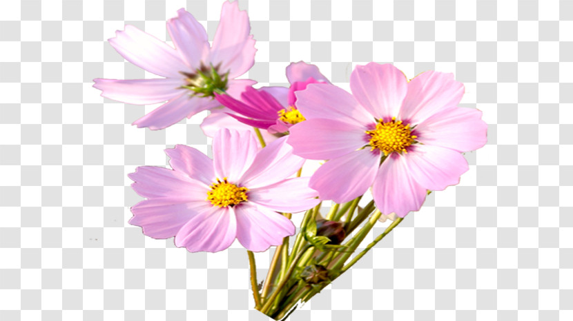 Garden Cosmos Chrysanthemum Marguerite Daisy Cut Flowers Annual Plant Transparent PNG