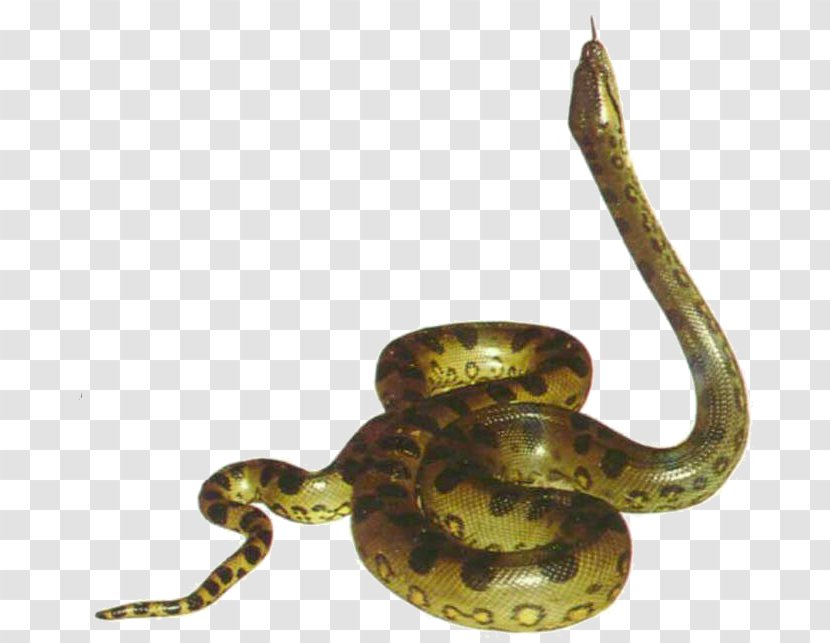 Snake Clip Art - Preview - Anaconda Picture Transparent PNG