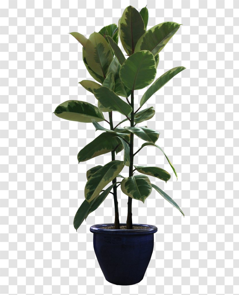 Flowerpot Houseplant Bonsai Rubber Fig - Plant - House Transparent PNG