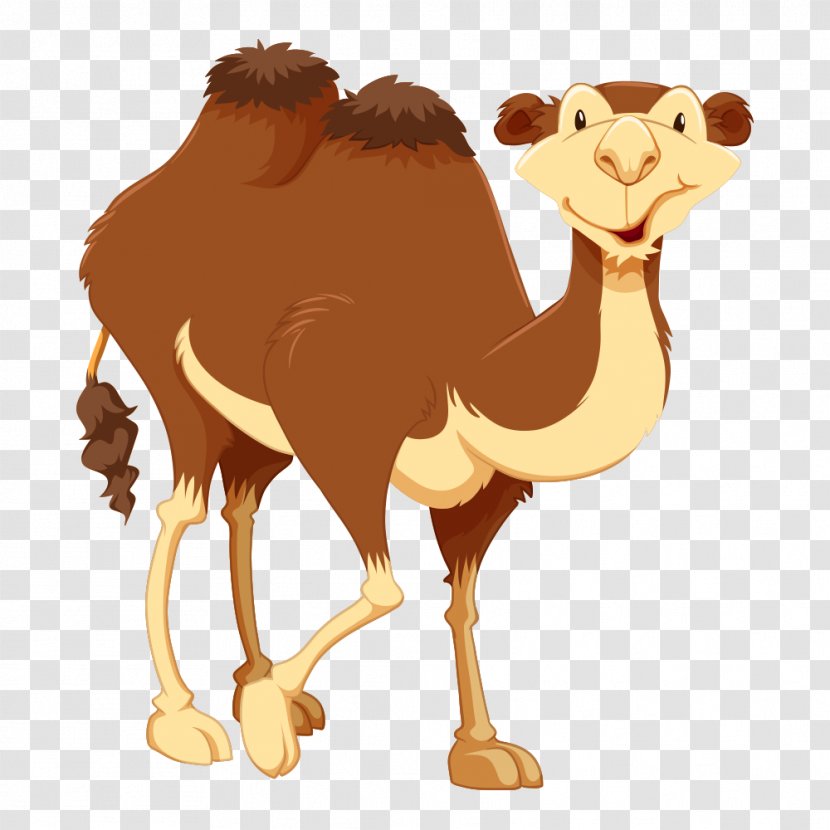 Bactrian Camel Cartoon Clip Art - Drawing Transparent PNG