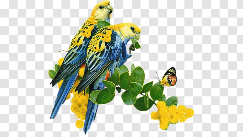 Parrot Lovebird Budgerigar Desktop Wallpaper - Parakeet Transparent PNG