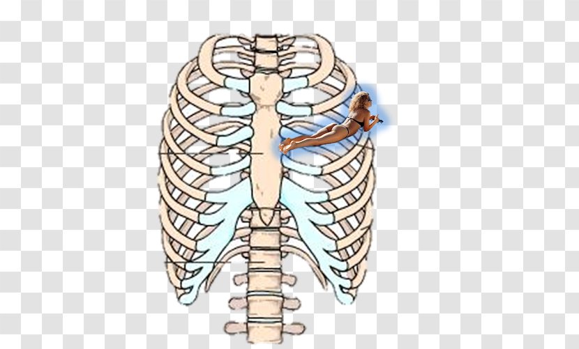 Rib Cage Human Skeleton Sternum Anatomy - Frame - ADAN Transparent PNG