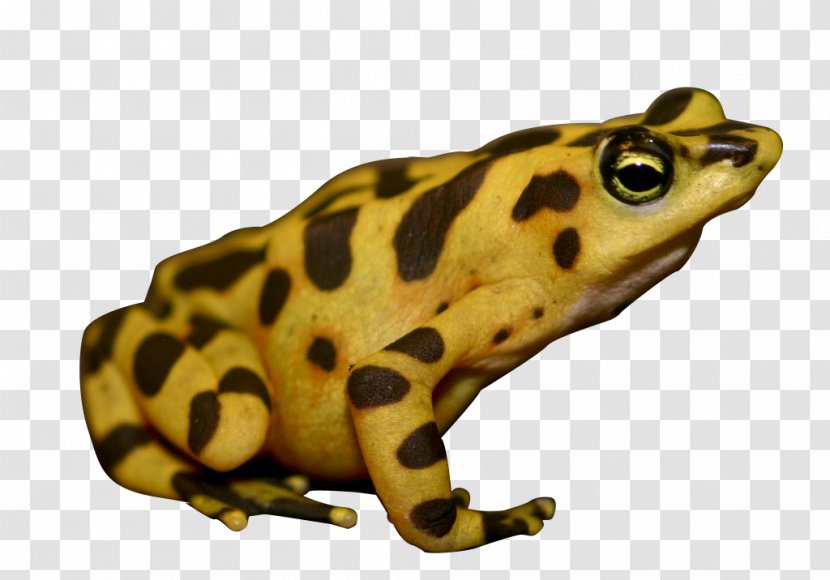American Bullfrog Panamanian Golden Frog True Poison Dart - Sitting Transparent PNG