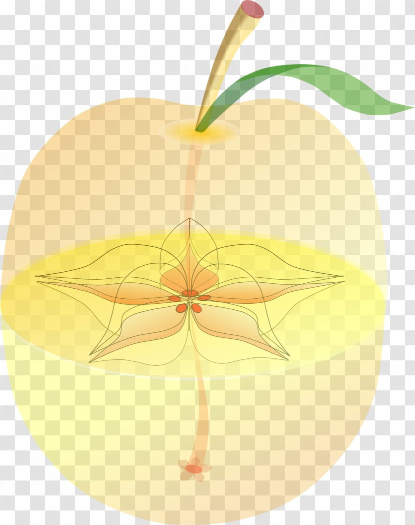 Apple Clip Art - Plant - Anatomy Transparent PNG