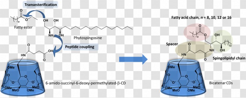 Beta Cyclodextrin Esterification Fatty Acid Chemistry - Silhouette - Cartoon Transparent PNG
