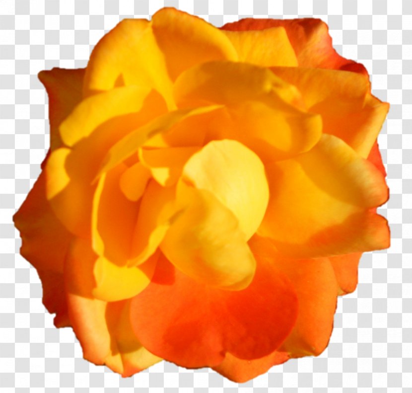 Cut Flowers Petal - Peach - Darshan Transparent PNG