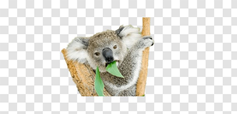 Koala Bear Wombat Marsupial Kangaroo Transparent PNG