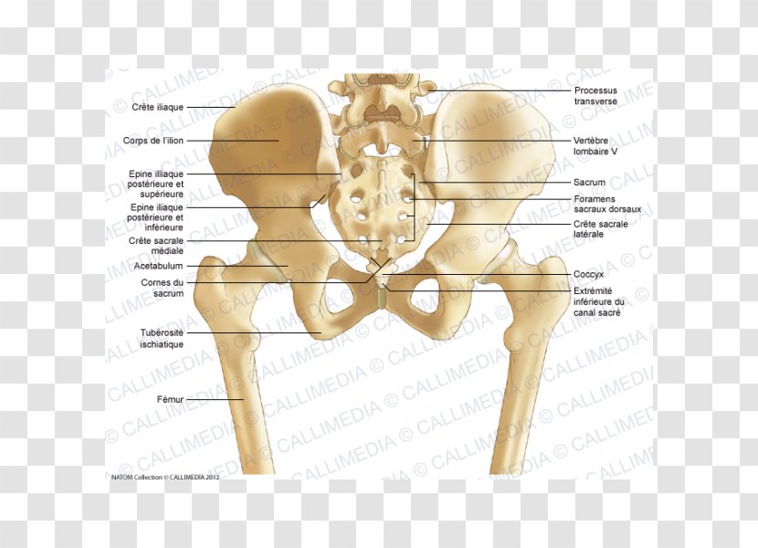 Pelvis Hip Bone Sacrum Human Body - Silhouette Transparent PNG
