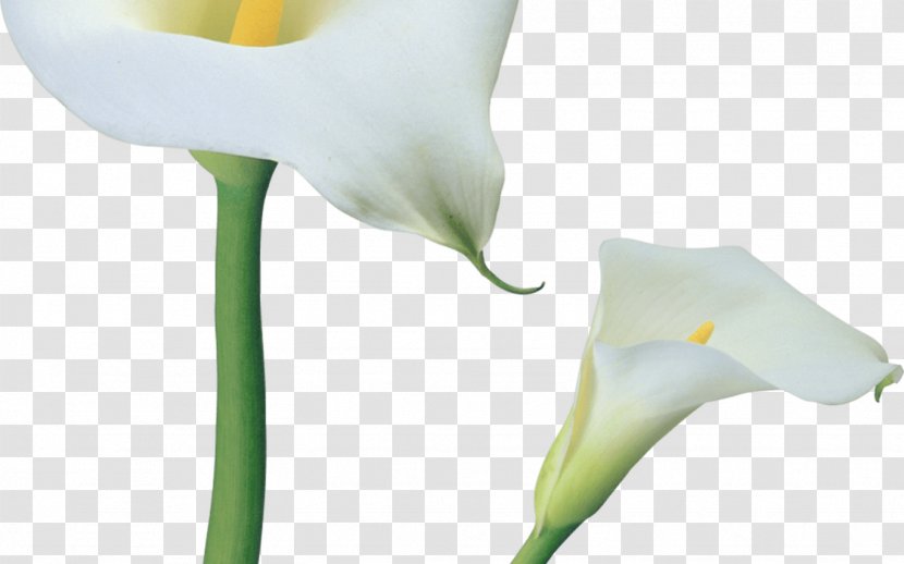 Arum-lily Clip Art Image - Arum Family - Lily Transparent PNG