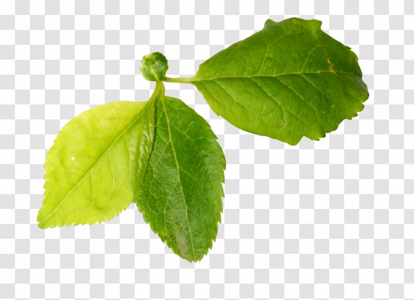 Leaf - Branch - Green Leaves Transparent PNG
