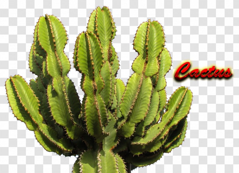 Cactaceae Saguaro - Cactus Transparent PNG