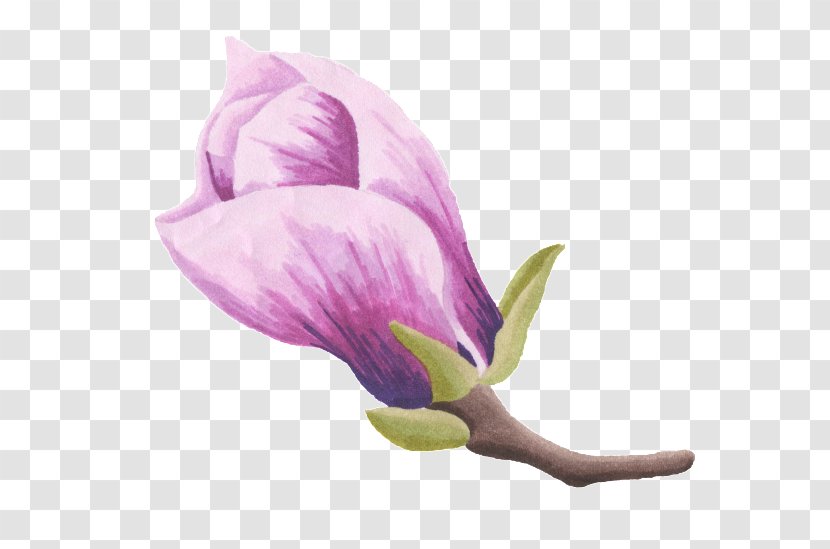 Image Vector Graphics Download Watercolor Painting - Lilac - Indian Paintbrush Flower Transparent PNG