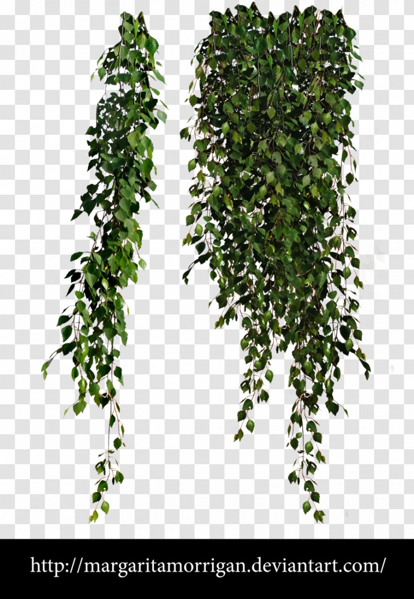 Plant Vine Clip Art - Greenery Transparent PNG