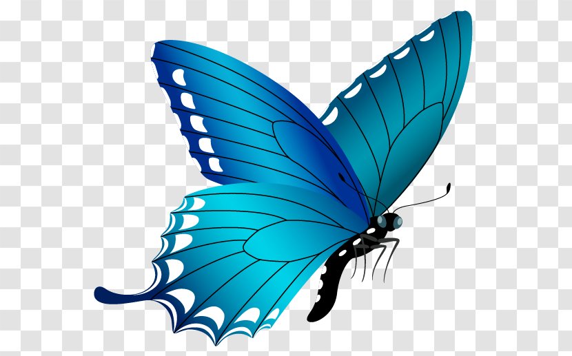 Butterfly Blue Clip Art - Pollinator - Buterfly Transparent PNG