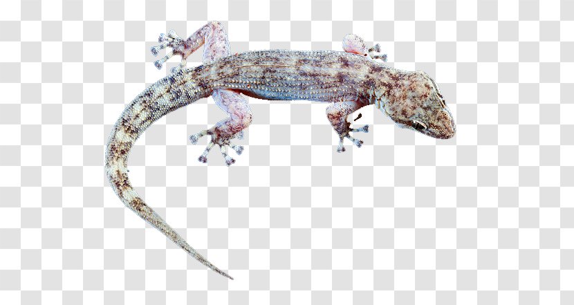 Gila Monster Gecko Terrestrial Animal Heloderma - Reptile Transparent PNG