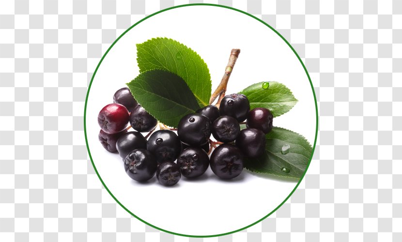 Aronia Melanocarpa Berry Arbutifolia Food Açaí Palm - Superfood Transparent PNG