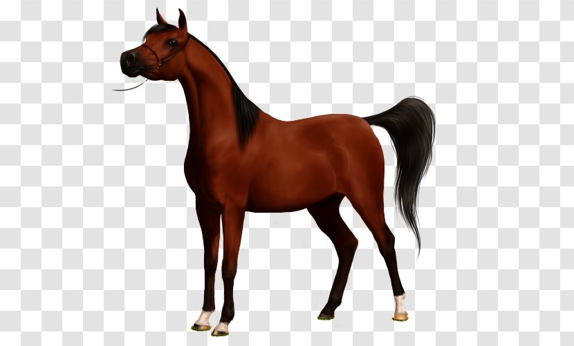 Stallion Arabian Horse Mustang American Paint Gypsy - Sorrel Transparent PNG