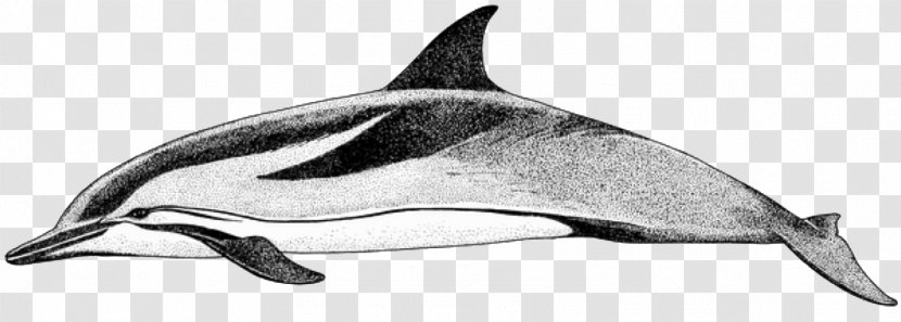 Short-beaked Common Dolphin Bottlenose Tucuxi Rough-toothed White-beaked - Black And White Transparent PNG
