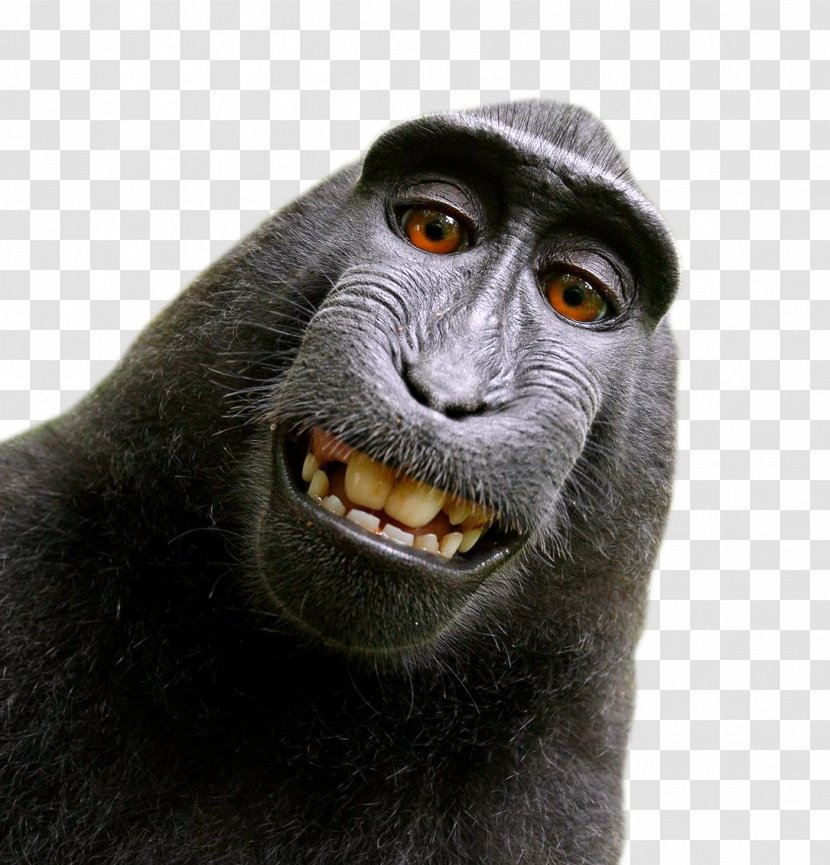 Celebes Crested Macaque Monkey Selfie Lawsuit - Snout Transparent PNG