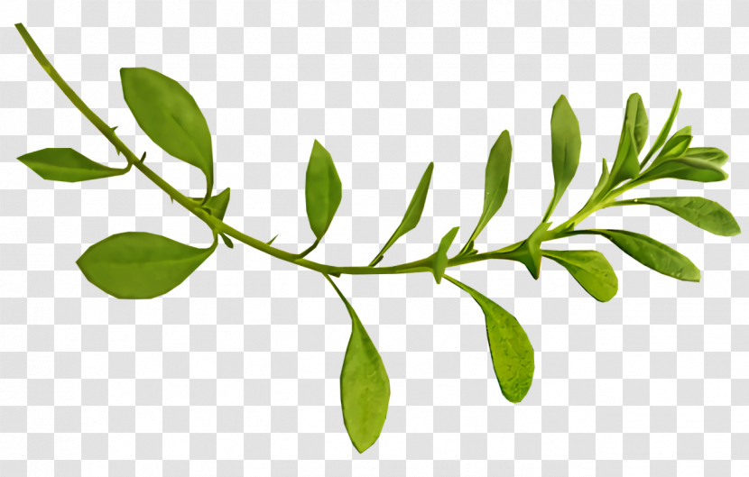 Leaf Plant Stem Twig Tree Herb Transparent PNG