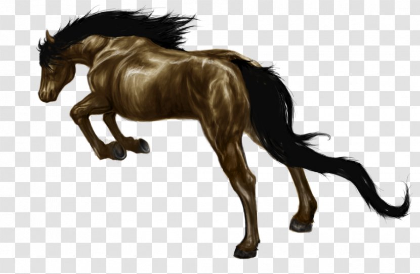 Mane Foal Mustang Stallion Pony Transparent PNG