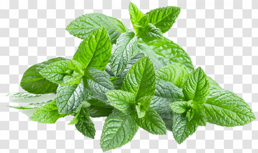 Leaf Plant Mint Herb Spearmint - Fines Herbes Apple Transparent PNG