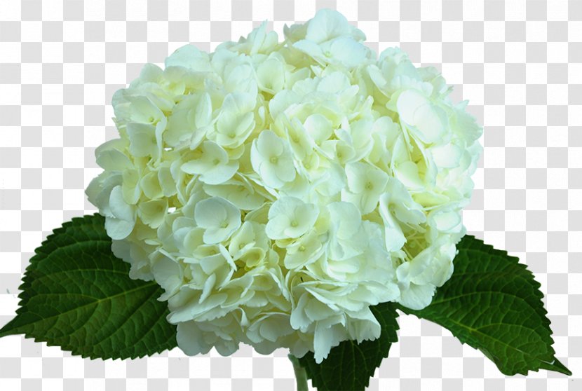 Hydrangea Flower White Green Floristry - Blue - Peach Transparent PNG