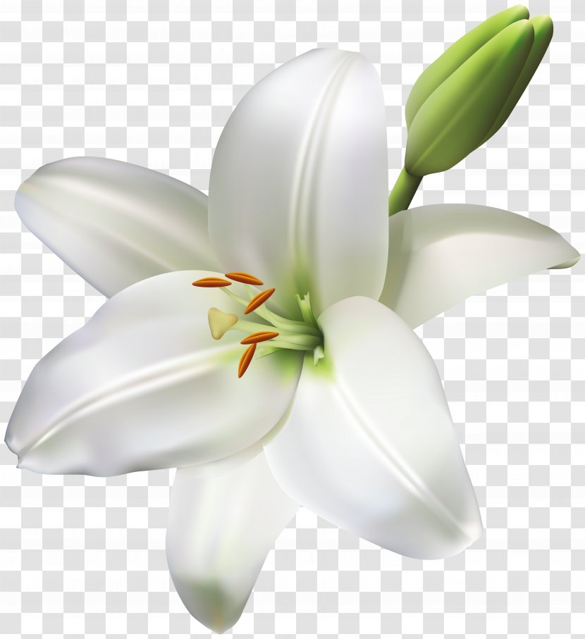 Madonna Lily Cut Flowers Easter - Flower Transparent PNG