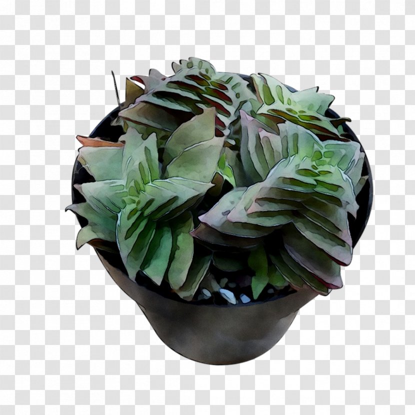 Houseplant Flowerpot - Anthurium - Perennial Plant Transparent PNG