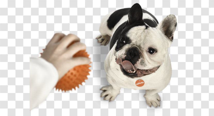 Toy Bulldog French Puppy Dog Breed - Leash Transparent PNG