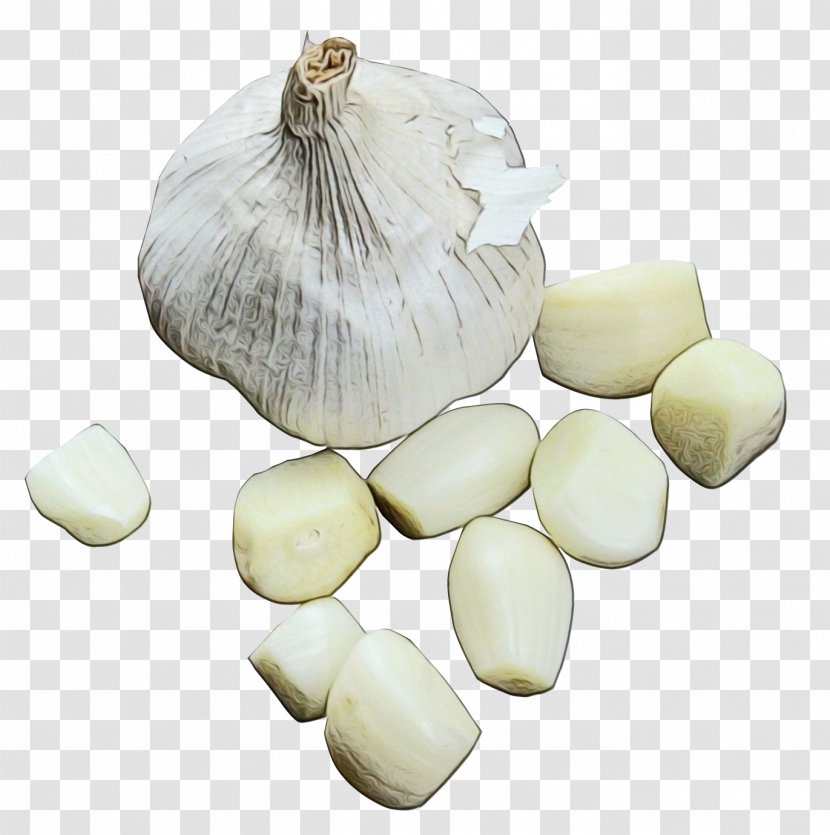 Onion Cartoon - Food - Amaryllis Family Plant Transparent PNG