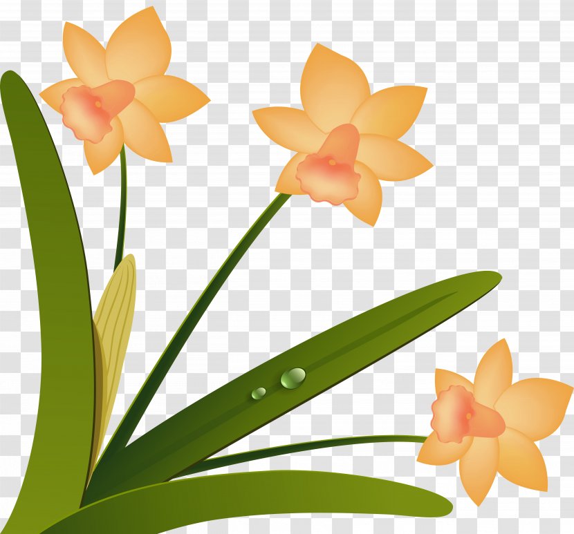 Cut Flowers Floristry Floral Design Moth Orchids - Statistics - Narcissus Transparent PNG