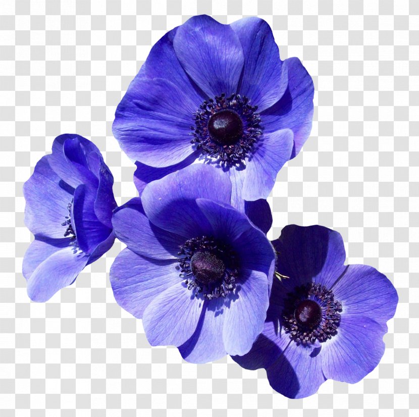 Flower Purple Clip Art - Google Images Transparent PNG