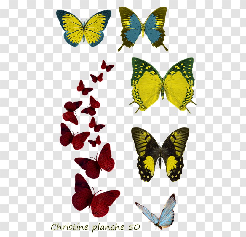 Image Desktop Wallpaper Butterfly Painting - Pollinator - Papillon Insecte Transparent PNG