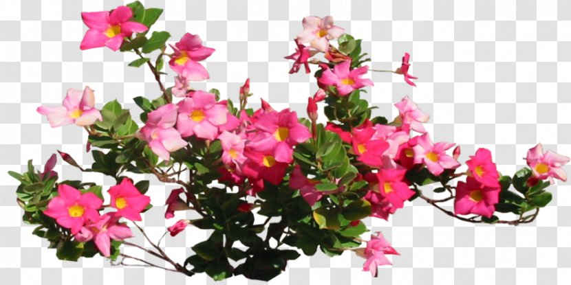 Flower Clip Art - Herbaceous Plant - Floral Decoration Pattern Transparent PNG