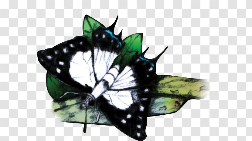 Monarch Butterfly Fijian Archipelago Moth Swallowtail - Moths And Butterflies - Lories Lorikeets Transparent PNG
