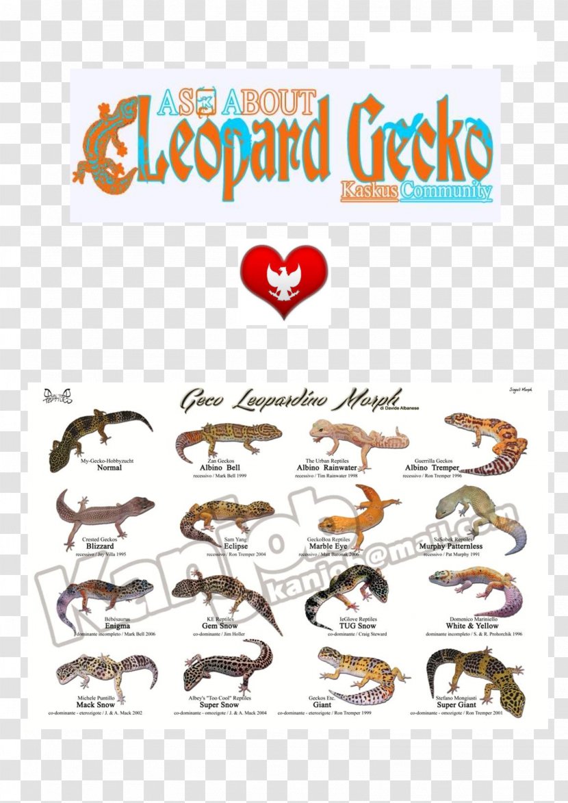 Common Leopard Gecko Lizard Reptile Transparent PNG