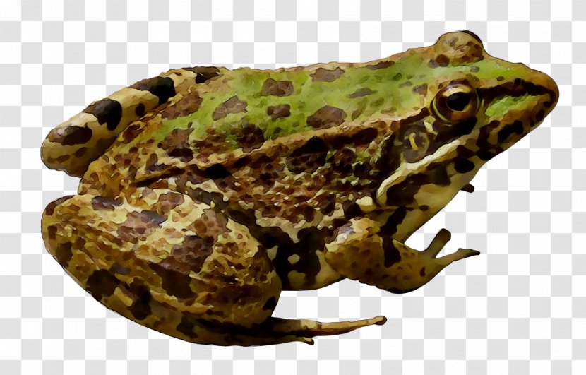 American Bullfrog Amphibians Toad - Eleutherodactylus - Tetrapods Transparent PNG