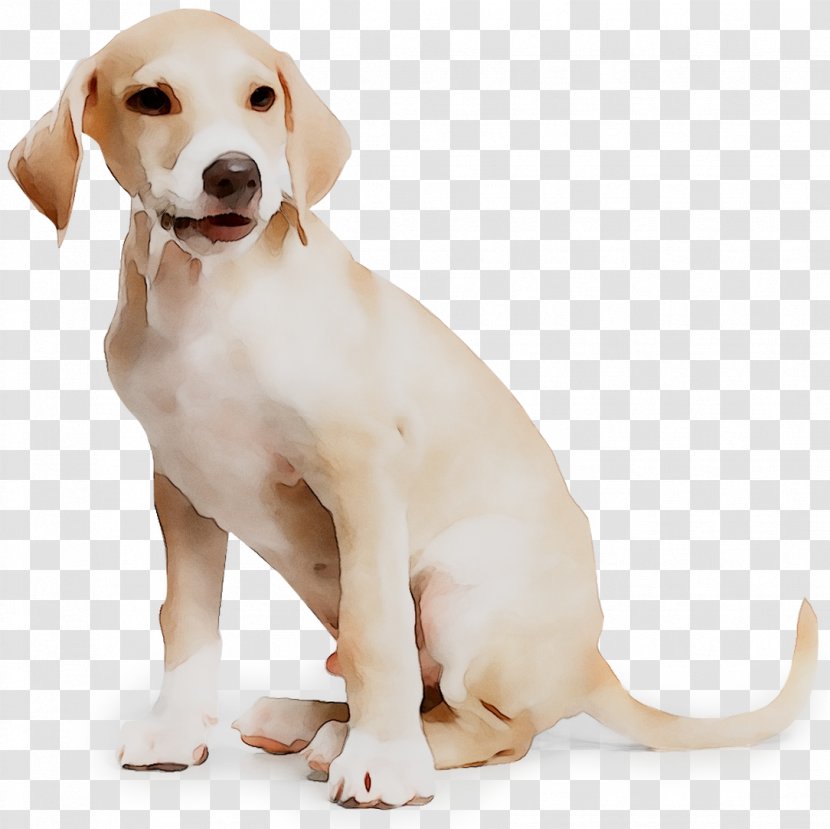 Labrador Retriever English Foxhound American Harrier Puppy - Dog Breed Transparent PNG