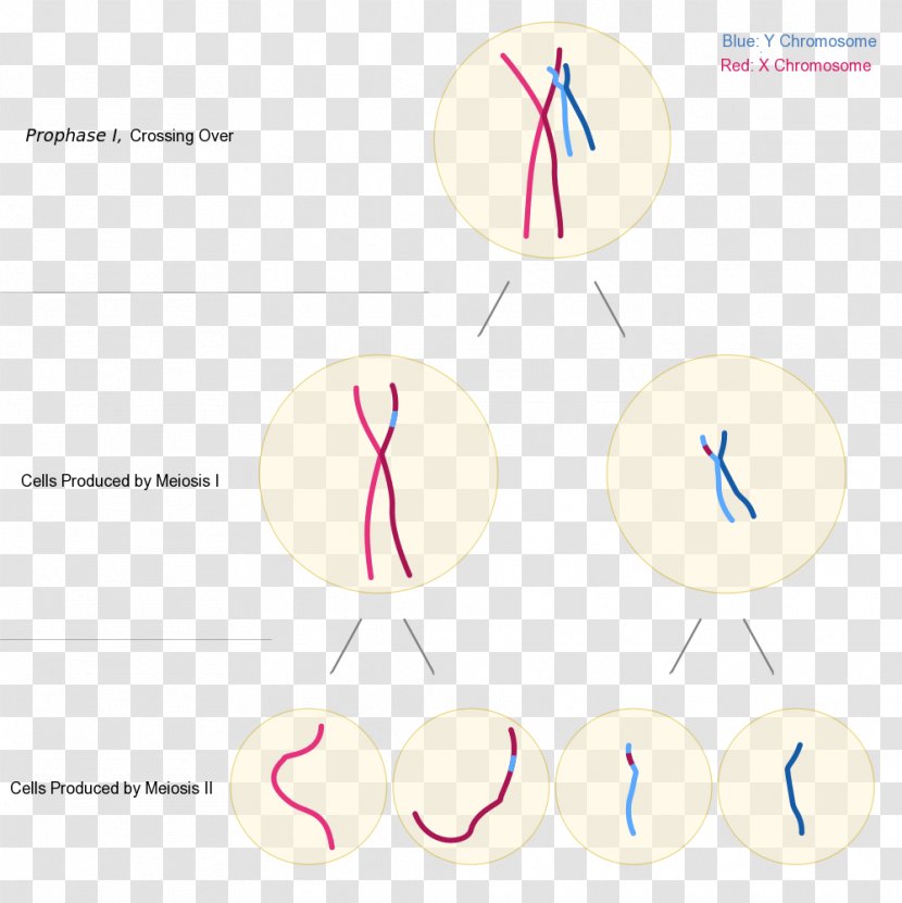 Chromosomal Translocation Testis-determining Factor X Chromosome Triple Syndrome - Genetic Carrier Transparent PNG