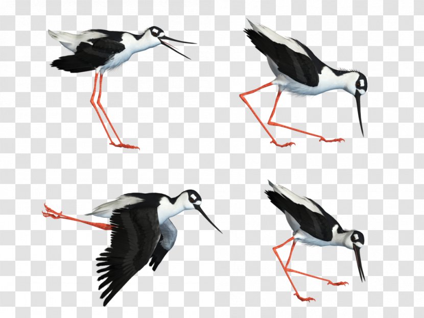 Water Bird White Stork Wader - Share Transparent PNG