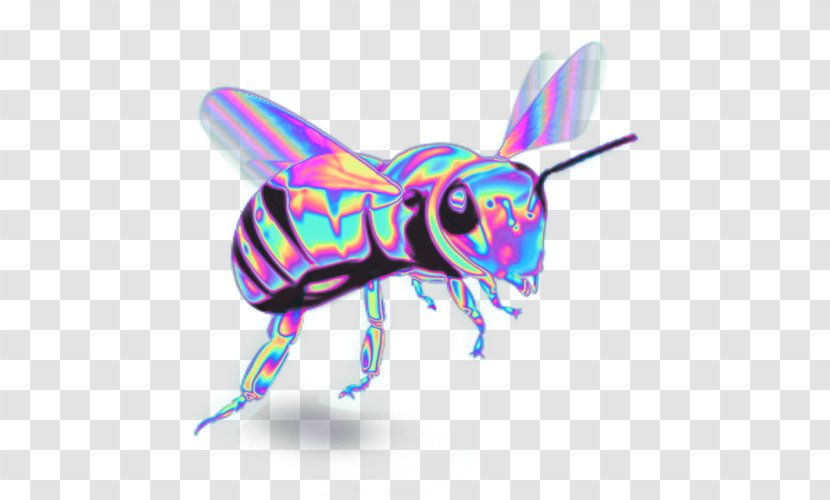 Western Honey Bee Characteristics Of Common Wasps And Bees Insect - Pollinator - Holography Transparent PNG