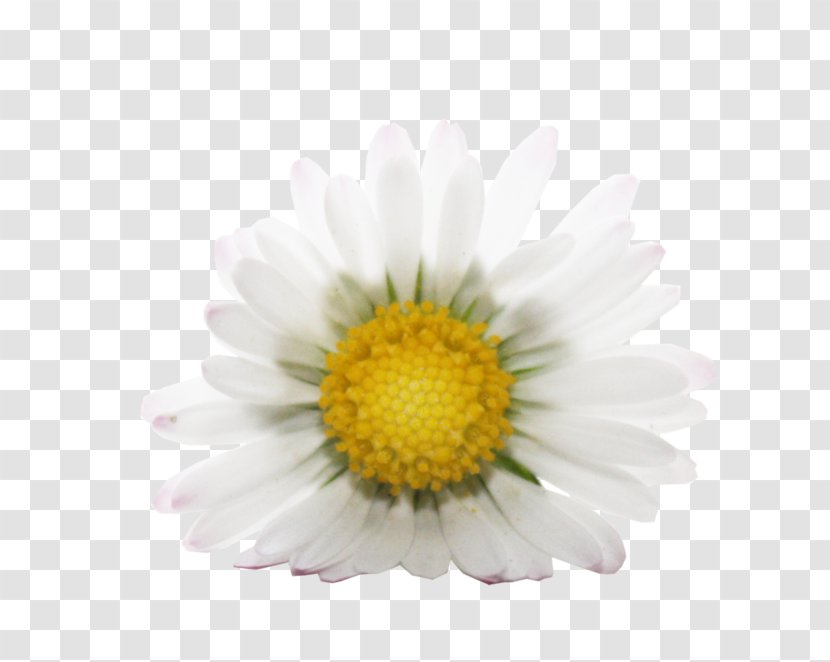 Oxeye Daisy Stock Photography Model Depositphotos - Roman Chamomile Transparent PNG