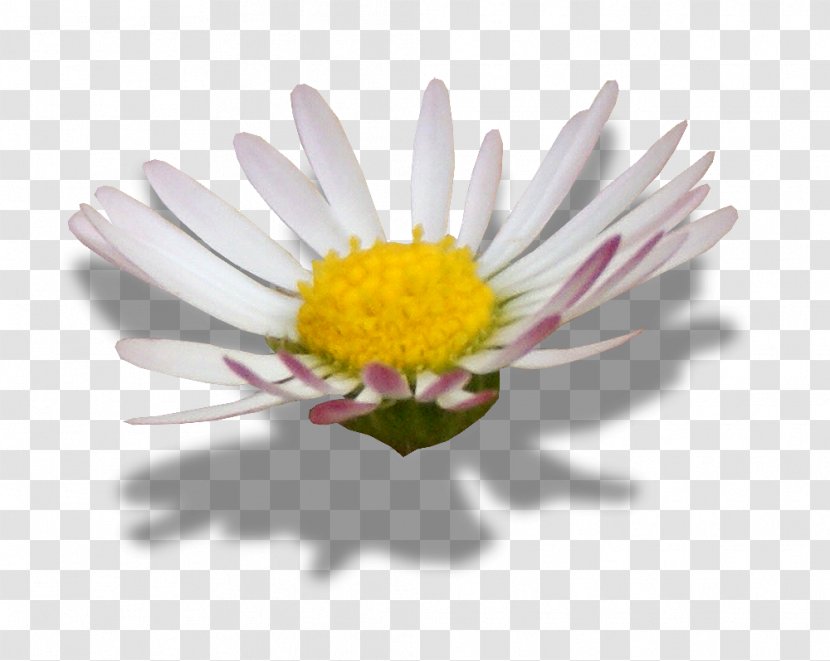 Common Daisy Oxeye Flower Image Editing - Aster Transparent PNG