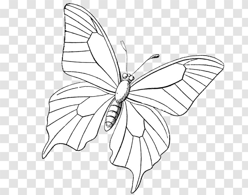 Monarch Butterfly Mandala Drawing Line Art - Flower - Stamp Transparent PNG