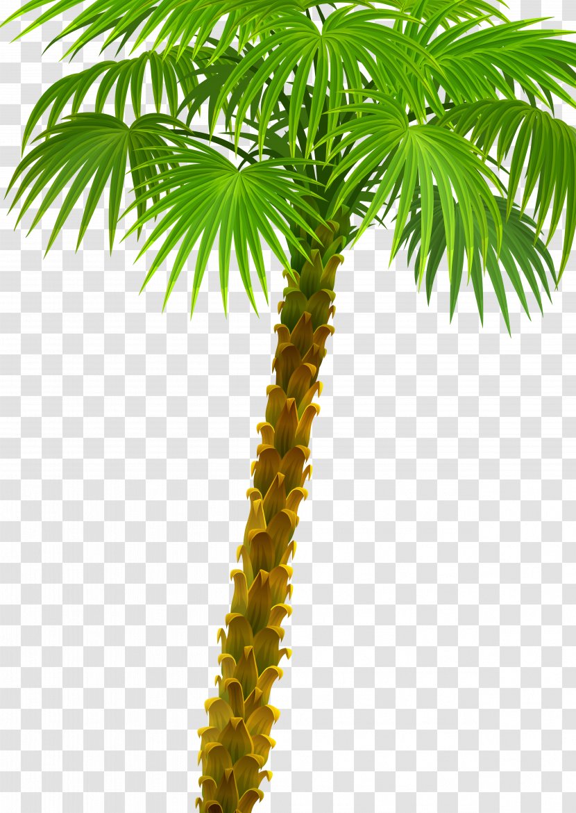 Arecaceae Plant Asian Palmyra Palm Attalea Speciosa Oil Palms - Elaeis - Tree Transparent PNG