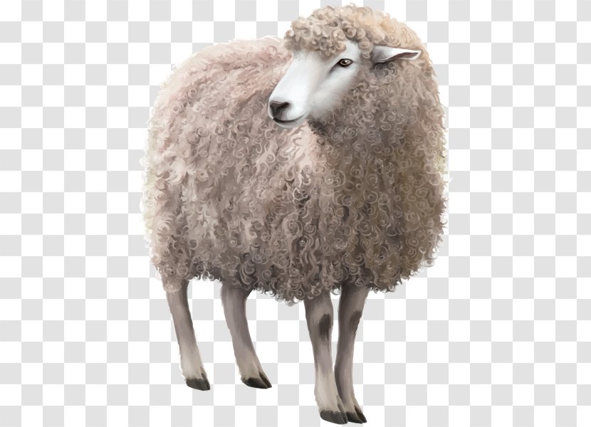 Sheep Stock Photography Royalty-free - Black Transparent PNG
