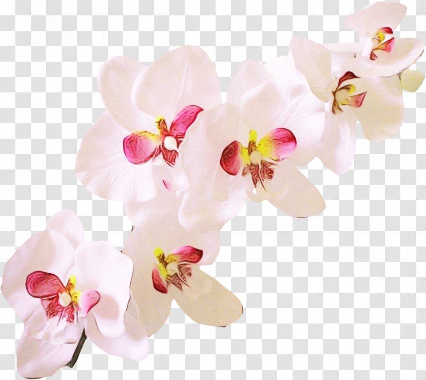 Flower Flowering Plant Moth Orchid Petal Pink - Blossom Cut Flowers Transparent PNG